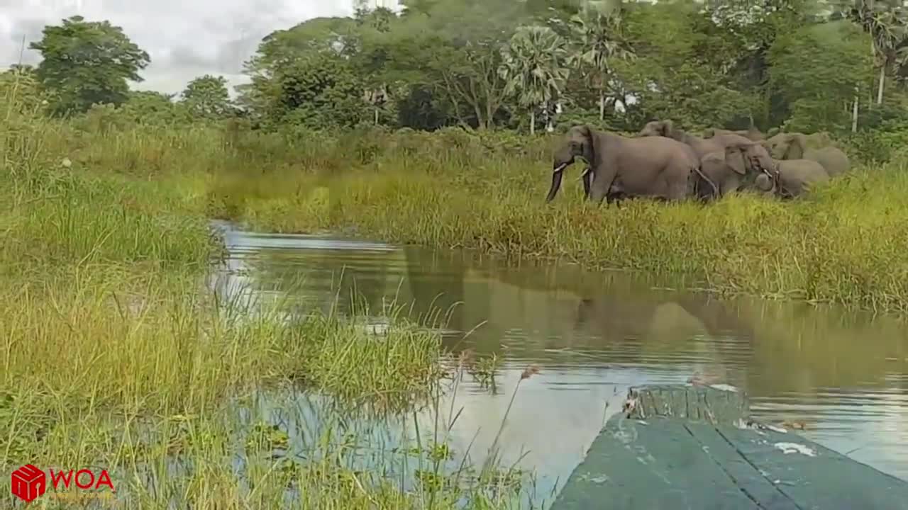 Approach Amazing Elephant Save Baby Elephant From Crocodile Hunting