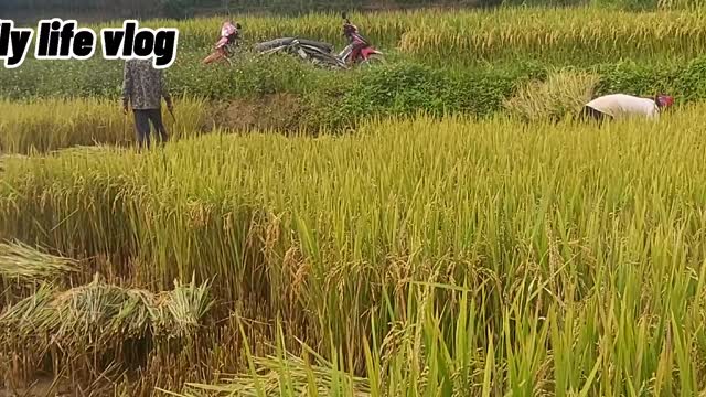 hand-harvested with a knife