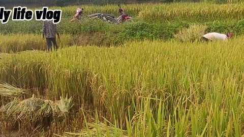 hand-harvested with a knife