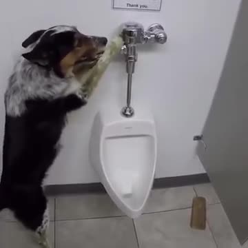 Dog in the washroom