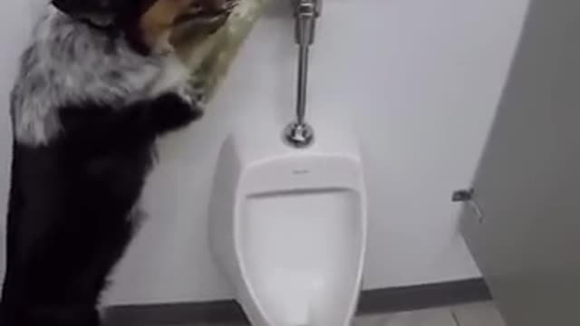 Dog in the washroom