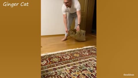 Cats Relationship With Their Owner