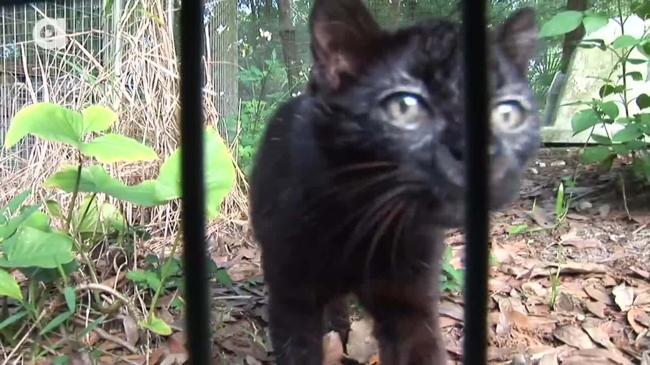 How to FEED many WILD CATS!