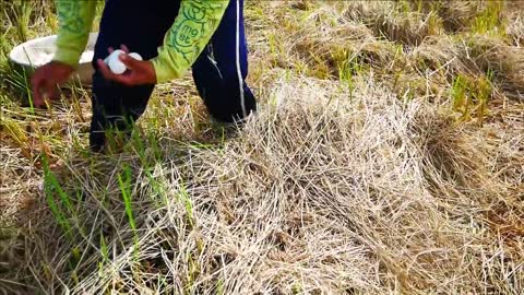 Wow amazing! Pick a lot of eggs ducks at rice field after harvest rice by a farmer