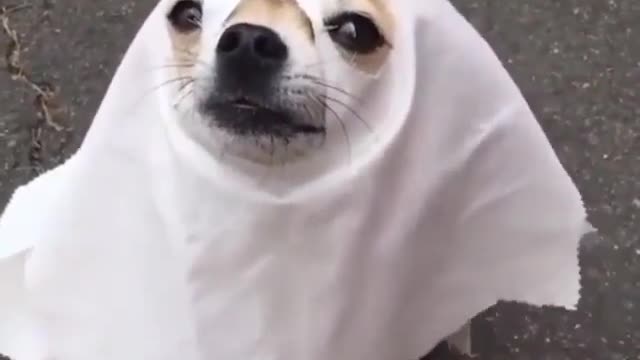 Funny doggy ghost