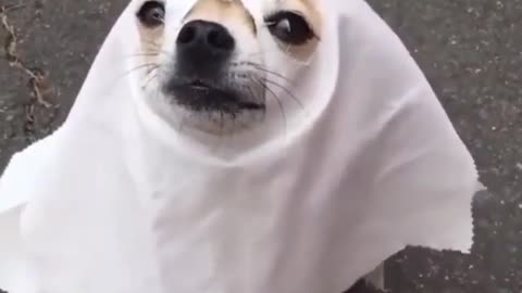 Funny doggy ghost