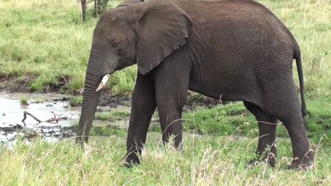 Elephant Elefante