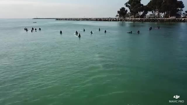 Whales Swims Beneath Group of Surfers Off Southern California Coast