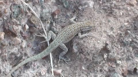 A lizard in the mountains.