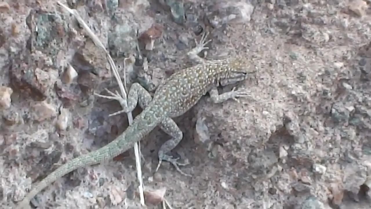 A lizard in the mountains.