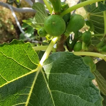Fig tress