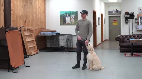 ANY dog to walk nice on the leash | 5 MINUTE TRAINING RESULTS!