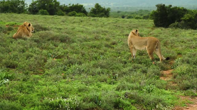 hungry lion