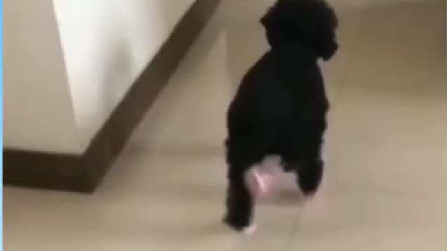 Funny Dog Reaction! | Funny animal Videos | Funny Reaction Videos | #shorts