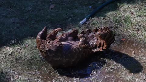 Struggling Pangolin