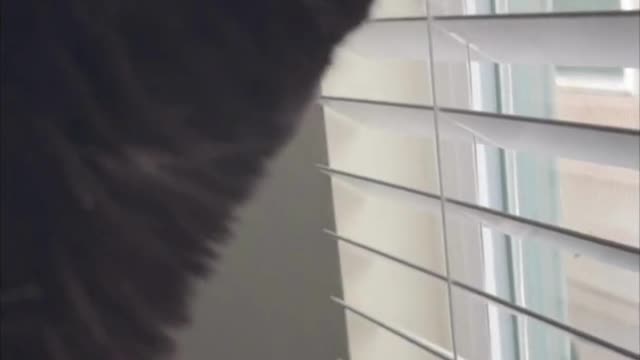 Adopting a Cat from a Shelter Vlog - Cute Precious Piper Joins Me on My Exercise Bike #shorts