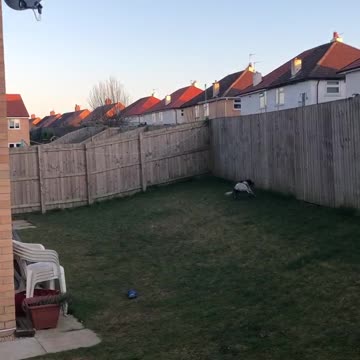 Olive catching the ball