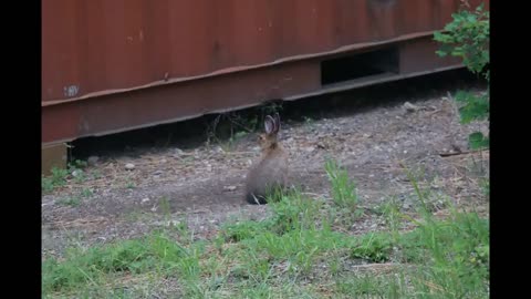 Modern Homesteading - Some of our neighbors pop by