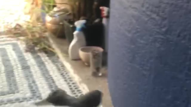 puppy good morning belly flop down staircase