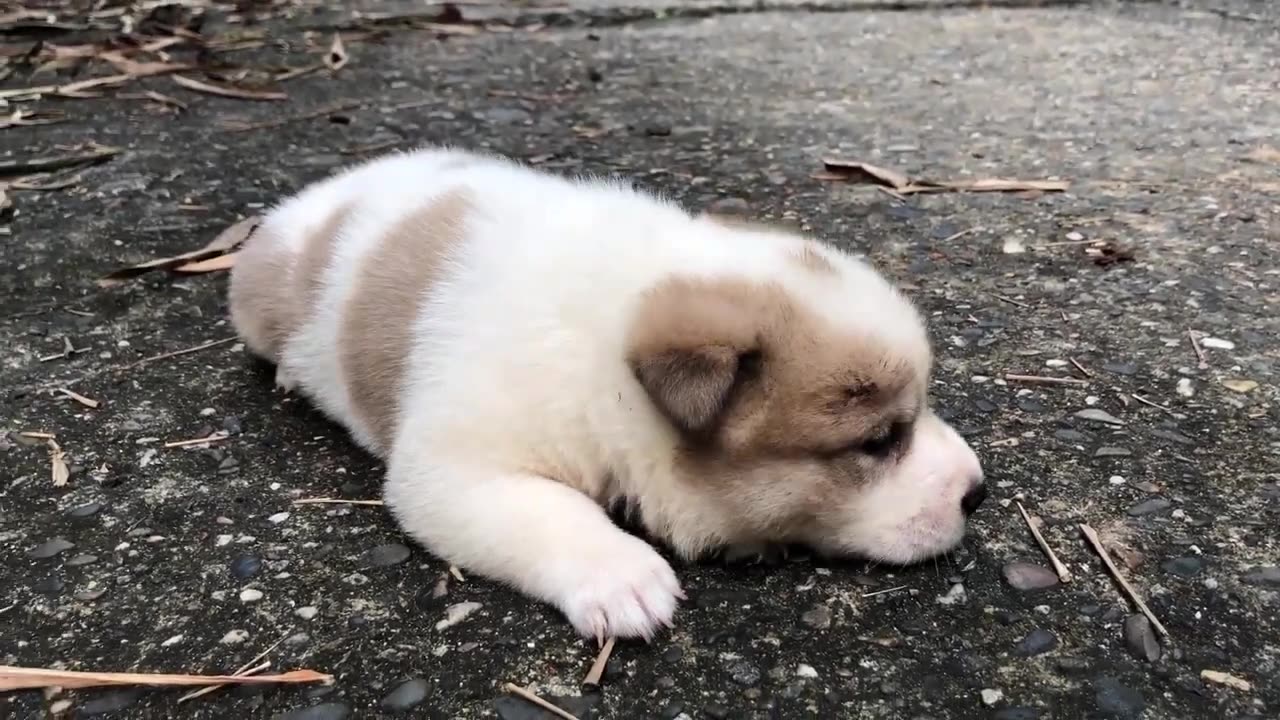 Puppy crying sound / 3-week-old puppy calls mom after being adopted