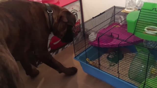 DOGS Funny meeting with other animals
