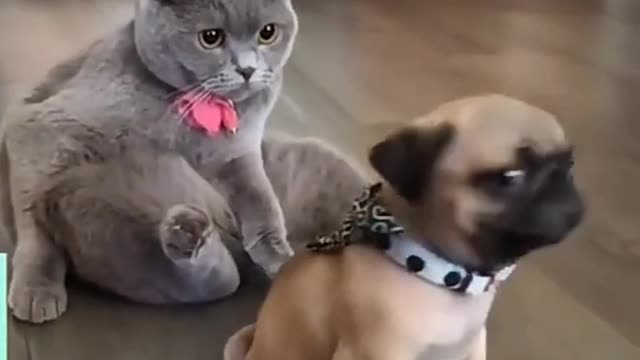 cat vs dog best video ever