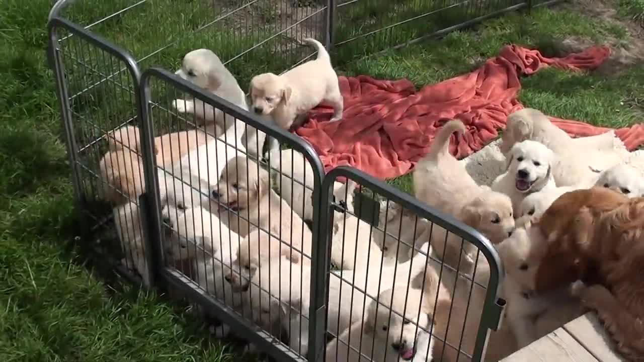 adorable puppies 0001