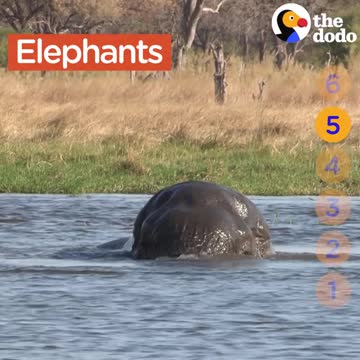 Animals You Didn't Know Could Swim