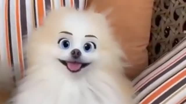 Cute puppies cute reaction|funny animal videos|pets short videos|funny dogs|Its haha time