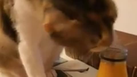 Naughty cat drinks orange juice 😂