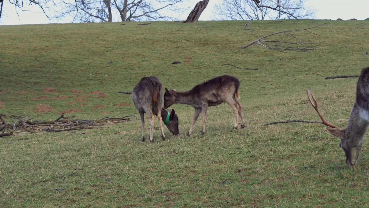 Nature of Great 😃👍 Antelopes of Life