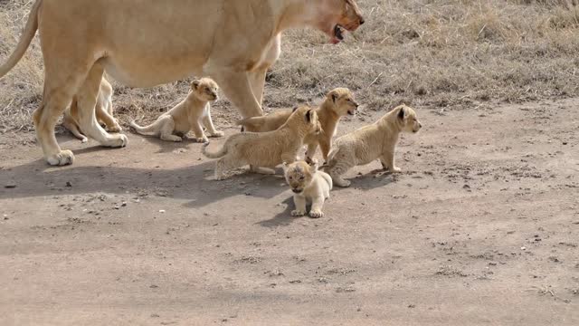 ADORABLE. SIX! LION CUBS HAVING THIER FIRST ADVENTURE