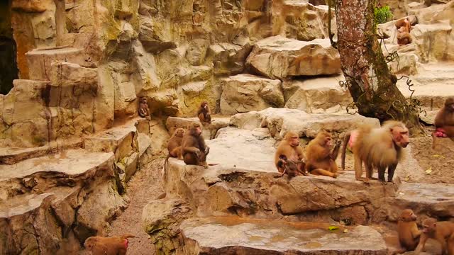 Beautiful waterfalls where monkeys live