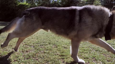 Dog Berger Allemand