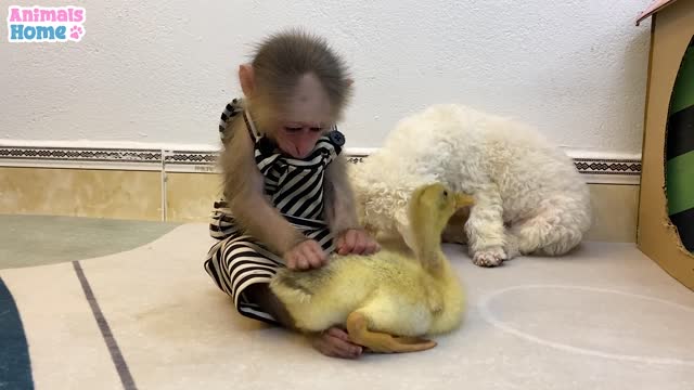 BIBI MONKEY STEALS DUCKLINGS WATERMELON THEN