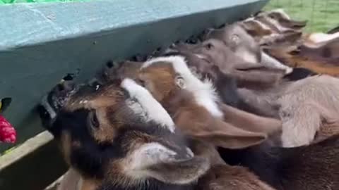 Giving milk to the little goats