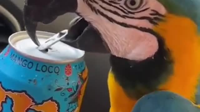 Intelligent Parrot