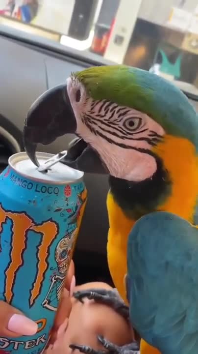 Intelligent Parrot