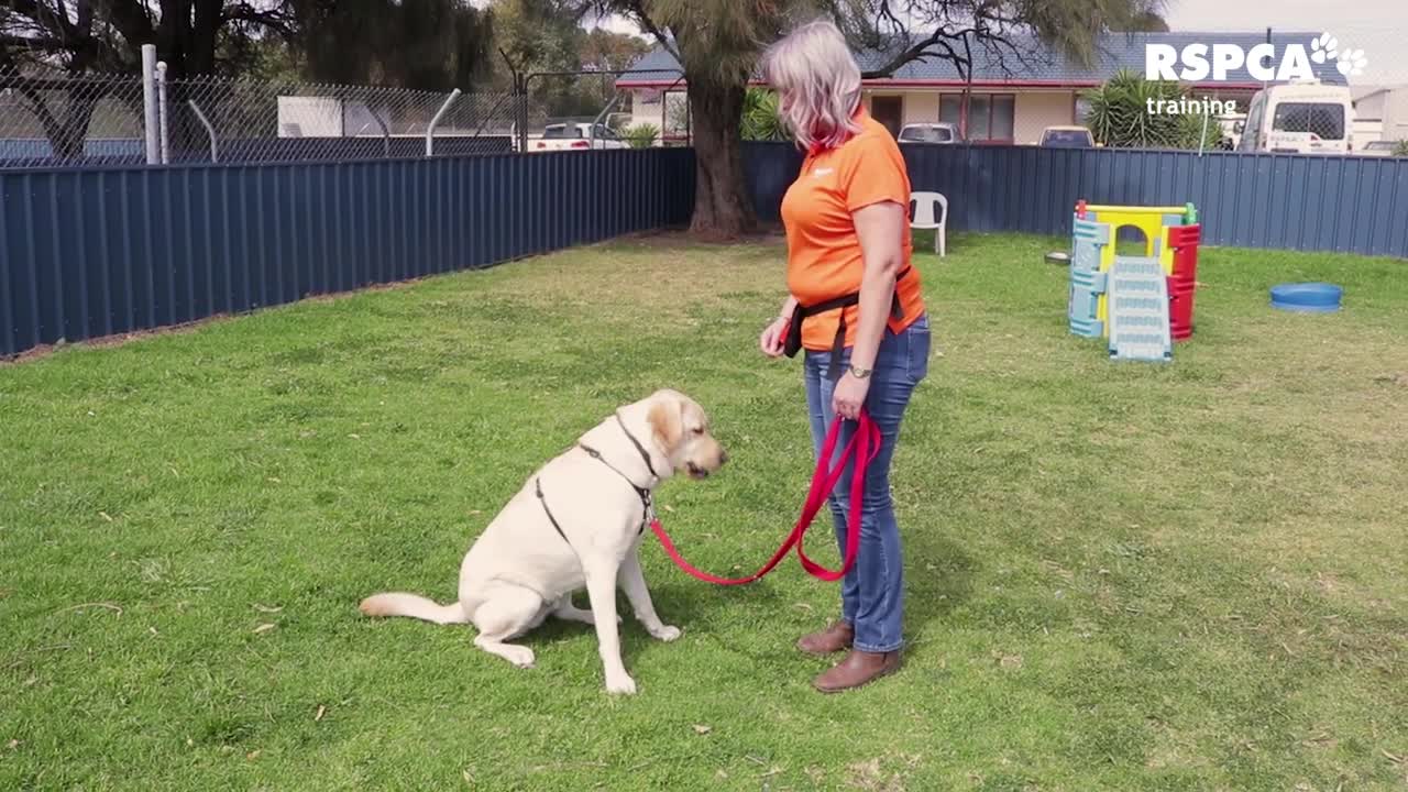 DOG TRAINING SERIES Unique Dog Training Course!