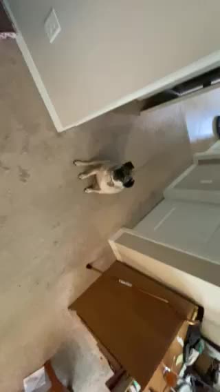 Crazy Dog Tricks Part 1