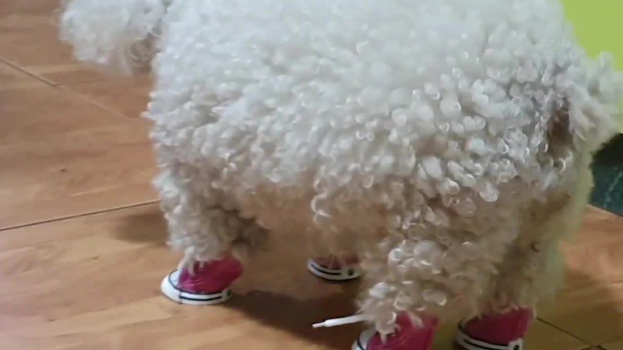 Laugh Out Loud: Dog Sports Tiny Sneakers for Hilarious Fun!