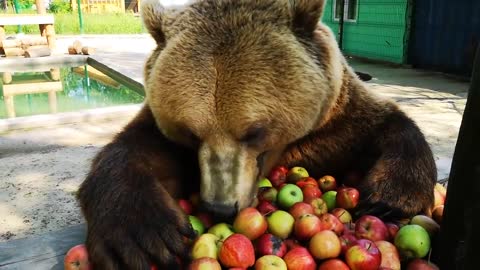 A bear eating apples for breakfast