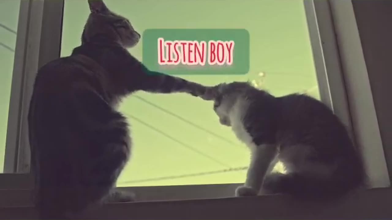 Funny Cats Talking #1