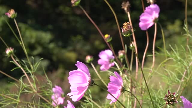 Various cosmos swaying in the wind 2