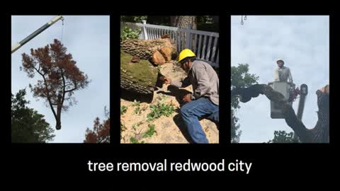 tree service san mateo