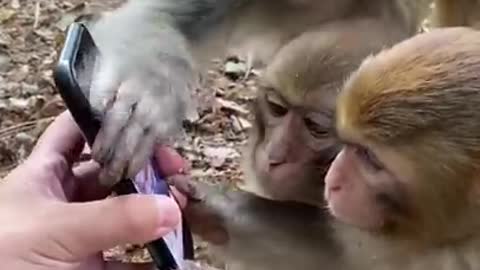 Funny video of Monkey watching Utube