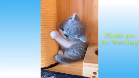 CUTE PETS AND FUNNY ANIMALS FUN VIDEO