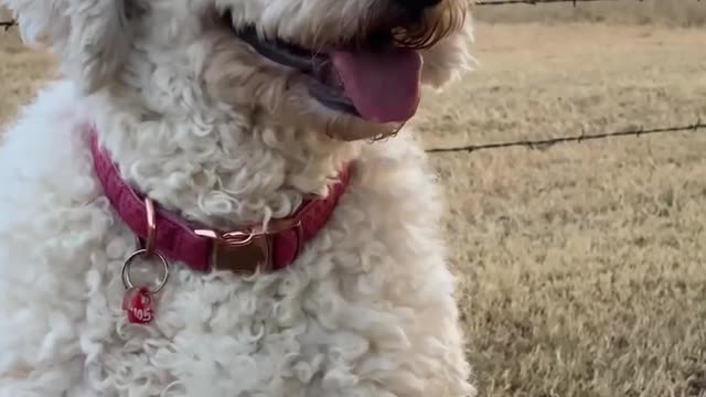 No dog was harmed in the making of this video