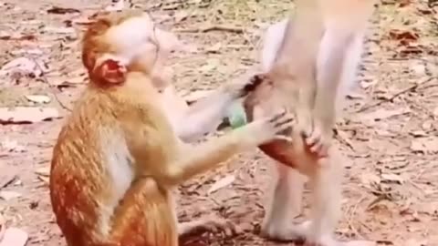 Funny monkey video / monkey funny moments 2024 animal latest video