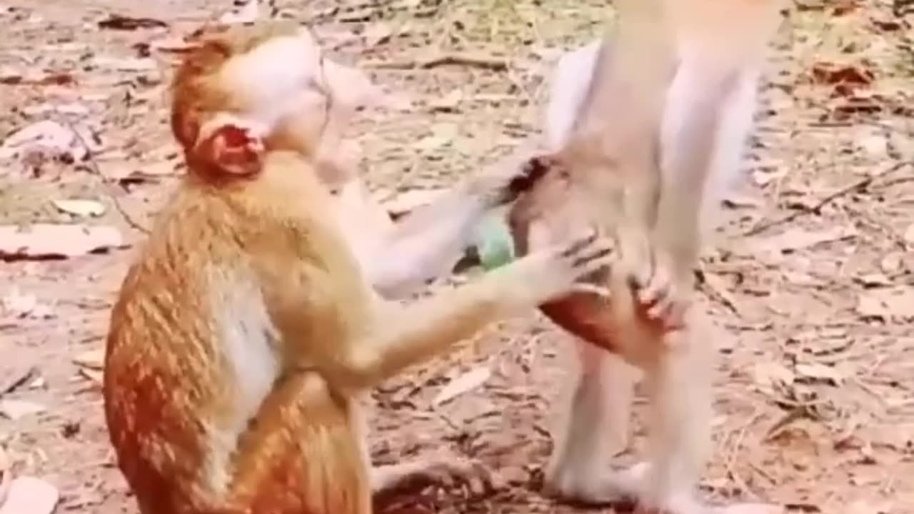 Funny monkey video / monkey funny moments 2024 animal latest video